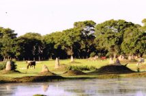Pantaneirissimo: Maior ninhal do Pantanal tem quase um quilômetro de  extensão