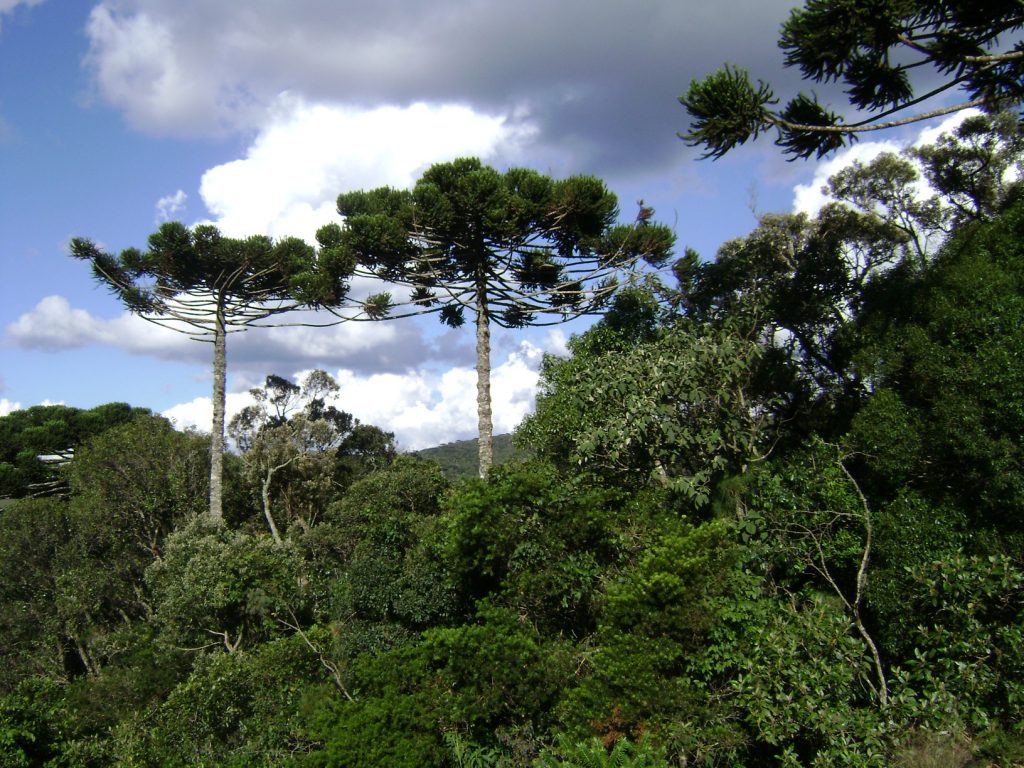 Bosque com predominância de araucárias e detalhe de ramo de Araucaria